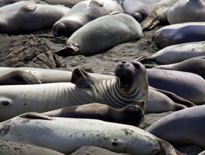 Elephant Seal naptime