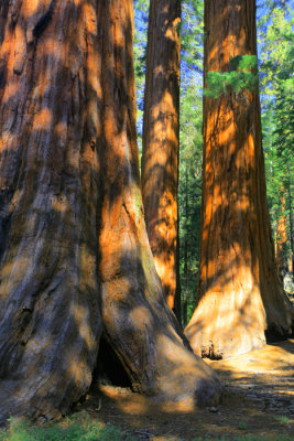 The Mariposa Grove