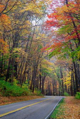 Road thru the foliage