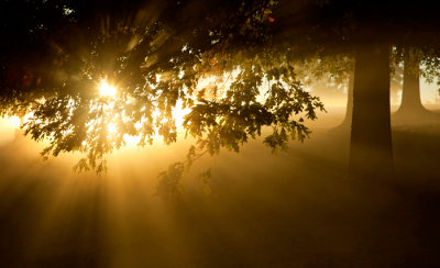 Sunlight thru the Fog