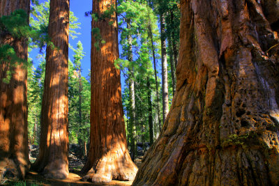 Sequoias of the Mariposa