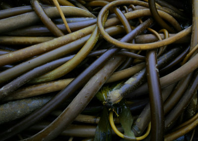 Tangled