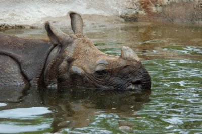 Indian rhino