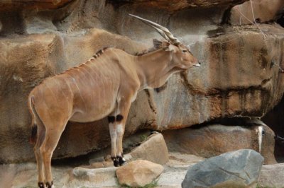 Eland
