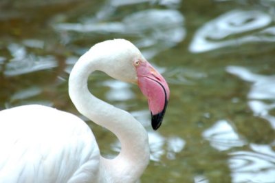 Greater flamingo
