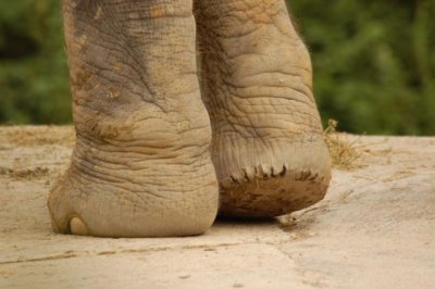 Big feet