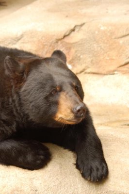 Black bear