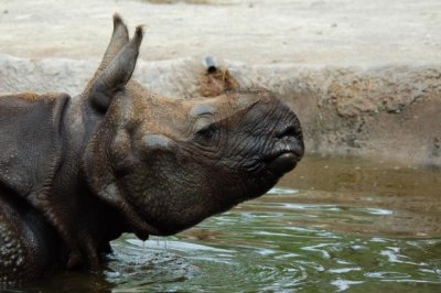 Wet behind ears