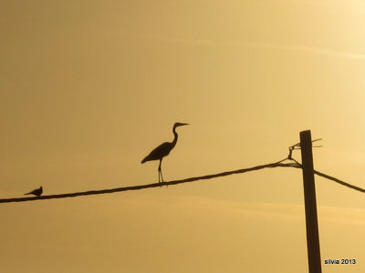  dos pajaros