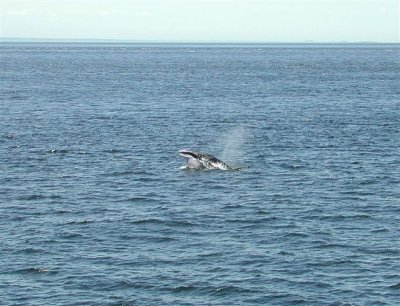 Baleine  Tadoussac