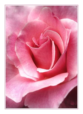 Pink rose