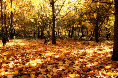 Golden November