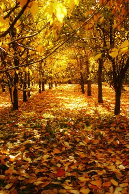 Golden Path