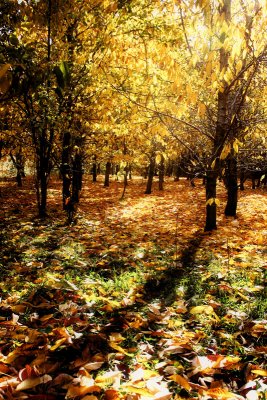 Season of Colors