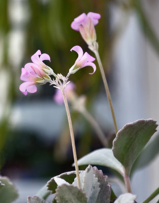 Les serres du Jardin Botanique de Montral