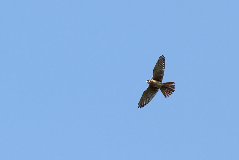 American Kestrel (Falco sparverius