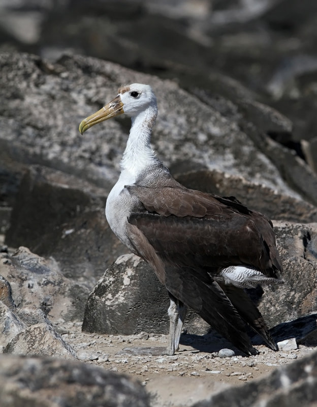 Waved Albatross (Phoebastria irrorata)