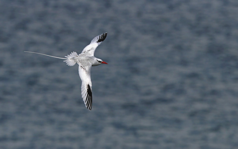 Red-billed Tropicbird - Phaethon aethereus ssp. mesonauta