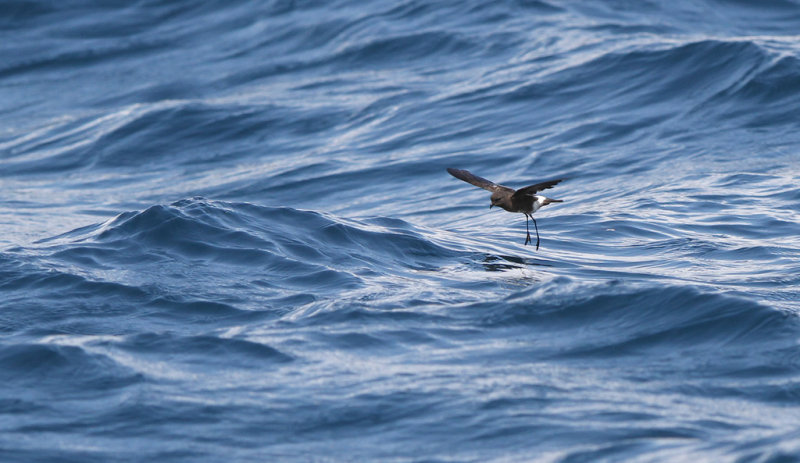 Elliots Storm Petrel - Oceanites gracilis ssp. galapagoensis