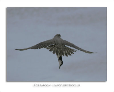 Gyrfalcon - Falco rusticolus