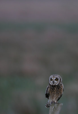 Mosehornugle - (Asio flammeus) - Short-eared Owl