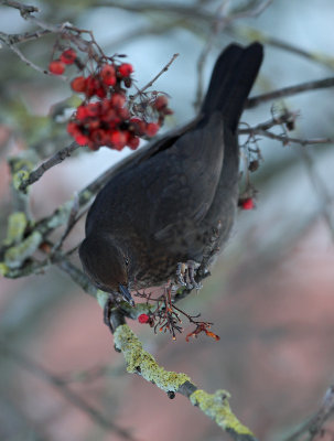 Solsort - (Turdus merula) - Common Blackbird