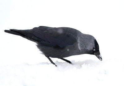 Allike - (Corvus monedula) - Western Jackdaw 