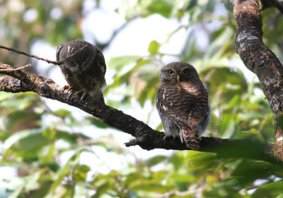 Asian Barred Owlet (Glaucidium cuculoides)