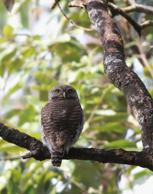 Asian Barred Owlet (Glaucidium cuculoides)