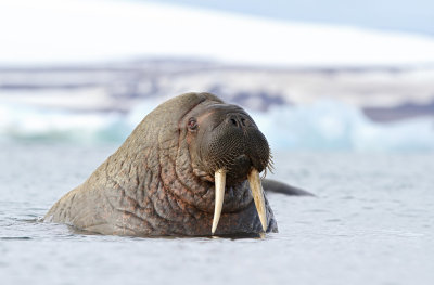 Walrus - Odobenus rosmarus