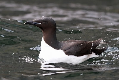 Brünnich's Guillemot