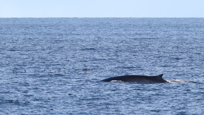 Fin Whale and Little Auk