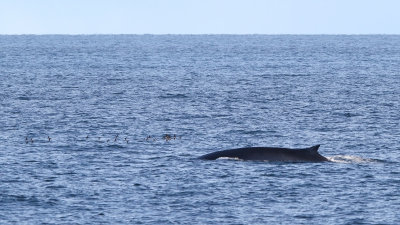 Fin Whale - Balaenoptera physalus
