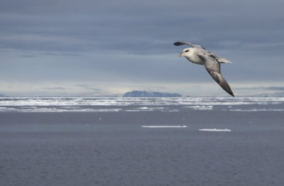 Northern Fulmar - Fulmarus glacialis