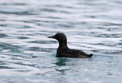 Black Guillemot - Cepphus grylle