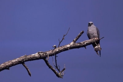 Plumbeous Kite - Ictinia plumbea