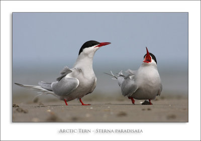 Arctic Tern - Sterna paradisaea