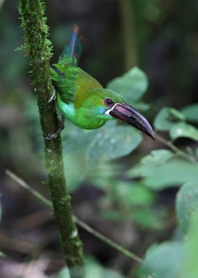 Crimson-rumped Toucanet(Aulacorhynchus haematopygus) ssp. sexnotatus