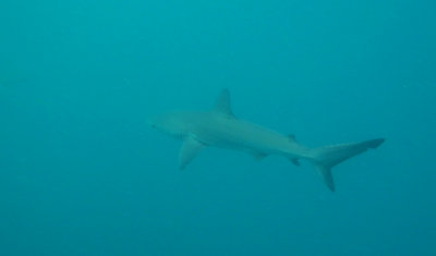 Galapagos Shark (Carcharhinus galapagensis)
