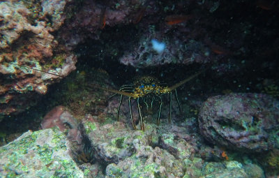 Red spiny lobster - Panulirus penicillatus