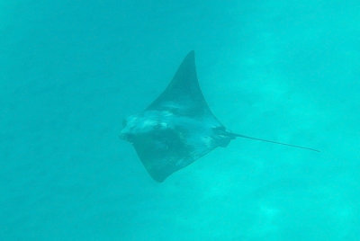 Golden Cownose Ray - Rhinoptera steindachneri