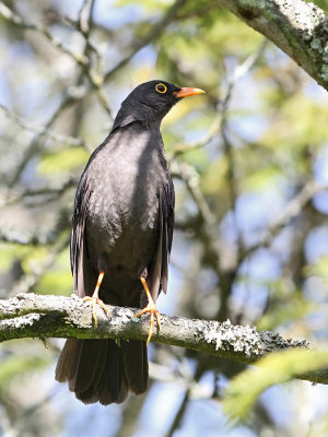 Great Thrush (Turdus fuscater)