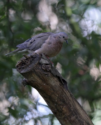 Eared Dove (Zenaida auriculata)