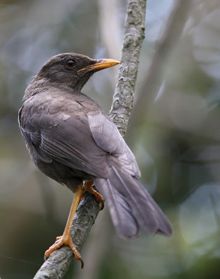 Great Thrush (Turdus fuscater) 