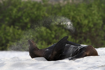 Galápagos Sea Lion - (Zalophus wollebaeki)