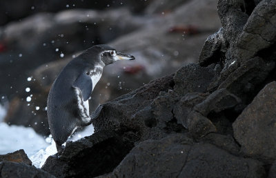 Galapagos Penguin (Spheniscus mendiculus)