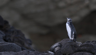 Galapagos Penguin (Spheniscus mendiculus)