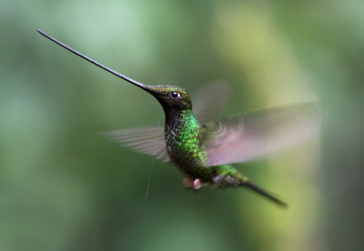 Guango - Ecuador