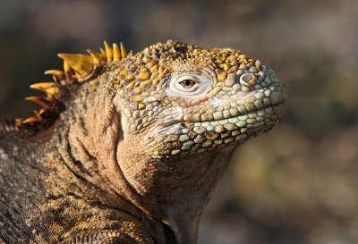 Galapagos Land Iguana (Conolophus subcristatus) 