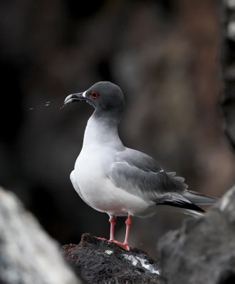 Swallow-tailed Gull (Creagrus furcatus)